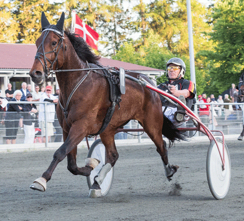 Great Arnie har nu startet to gange på Bornholm, og har vundet hver gang. Torben Ager - travfoto Bornholm)