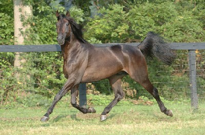 Great Challenger fører an