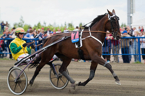ILaria Jet - her med Björn Goop . var en virkelig tophoppe på væddeløbsbanerne og hendes afkom klarer sig også fint. Foto Gerard Forni