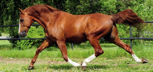 Flemming jensen har succes med afkom efter billedskønne Juliano Star