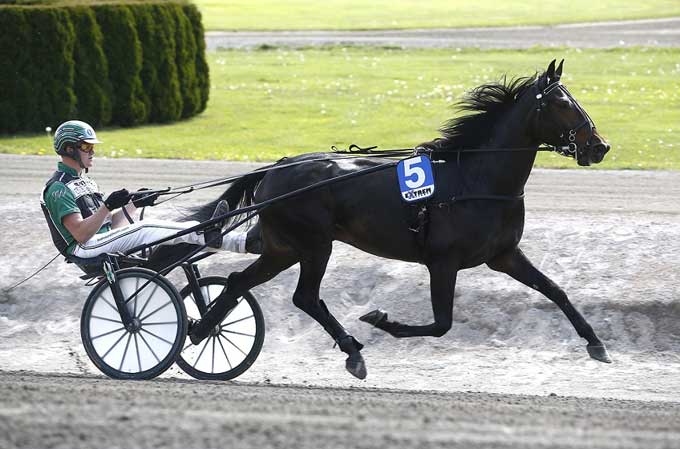 V86-vinderen Kan Ha er blandt de udbudte heste pรฅ ASVTs internetauktion i aften