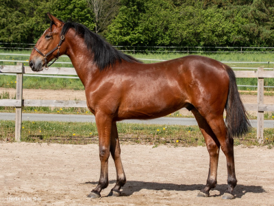 Jondahl-opdræt vandt i Holland