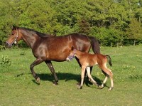 Lindermile-og-Chester-170514.
