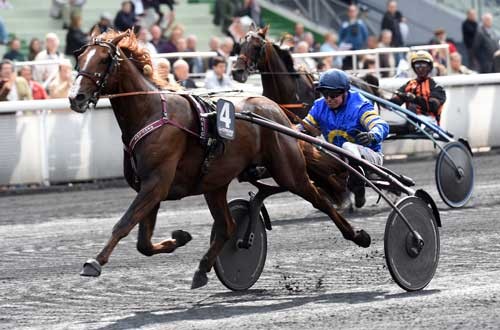 Lionel var en af Franck Nivards vinderheste i weekenden. Arkiv. Foto Gerard Forni