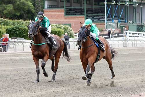 Ellen Piltoft sikrede sig en god udgangsposition i kampemn om DM for monteryttere, da hun vandt 1, afdeling på Lunden med Magnus Tax i hård kamp med Charles de Gaulle med Josephine Olsson. Foto Martin Timm/Lunden