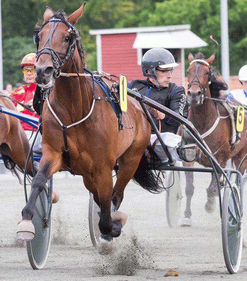 Mikkel Stub deltager ofte som amatørkusk i løbene på Bornholm. Her med Silk Line. Foto Torben Agger Travfoto Bornholm