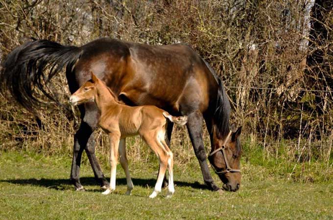 Påskedag nedkom Ofelia Trøjbirg med sit første føl . en hingst efter SJ's Caviar.
