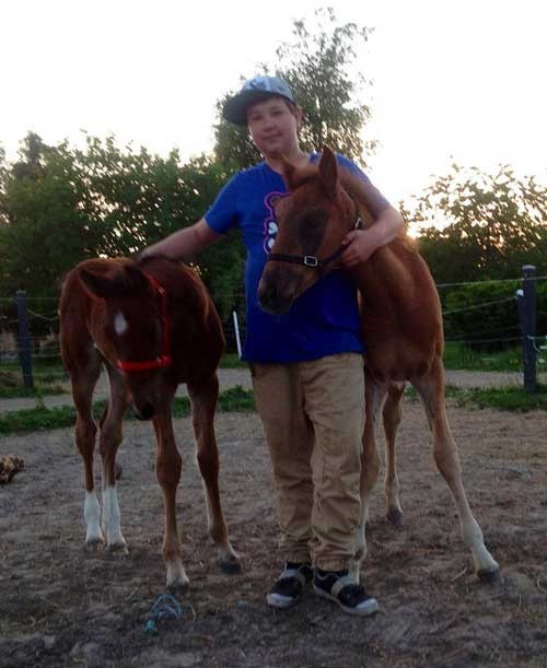 Sønnen Oliver, der har døbt de to heste, tog sig meget af dem i opvæksten.