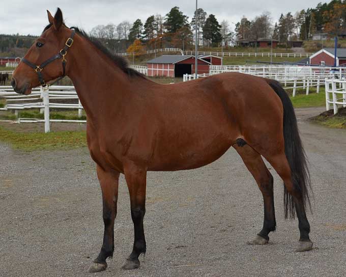 Parant Zet - der er i fol ved Pastor Stephen