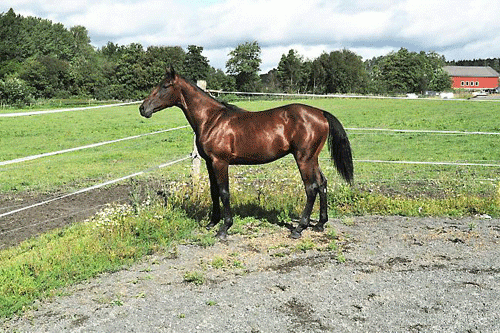 Prince Muscle LL, der blev fredagens dyreste hest.