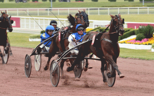 Ravenna . her ved sejr på Enghien . er klar til start igen. Foto Gerard Forni.