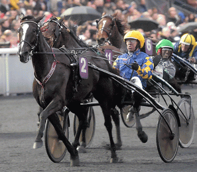 Red Rose America - Arkivfoto Kanal 75