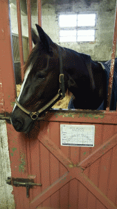 Red Rose America - starter på søndag