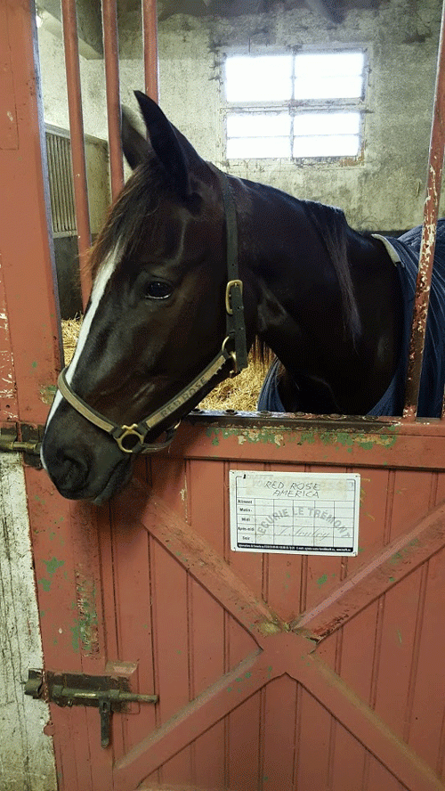 Red Rose America - er favorit i 7. løb i eftermiddag