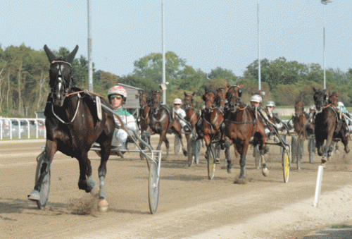 Red Rose America er favorit på Vincennes. Foto Ole Hindby