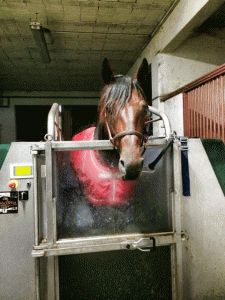 Efter et hårdt løb og en lang køretur glæder Repay Merci sig til en tur i spa-badet hos Fabrice Souloy. Foto Michelle Mønster,