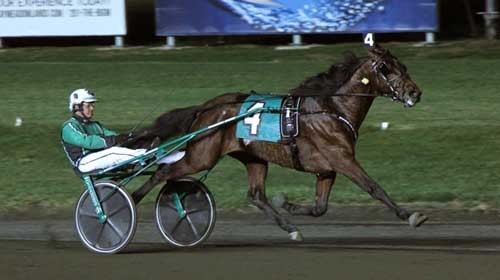 Resolve med Åke Svanstedt kommer måske til Elitloppet 2016! Lisa Photo