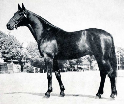 Ruder Konge født i 1951 efter Styrmand - Madame Curie