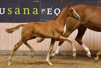 550.000 kroners føllet. Foto Dansk Varmblod
