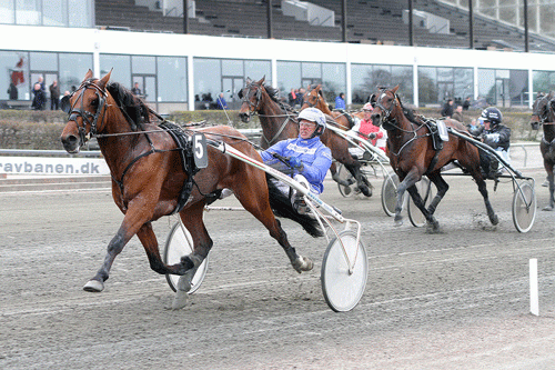 Sambuca Knick med Christian Clausen, der vandt sidste afdeling i V5-spillet var en af fredagens overraskelser på Lunden. Foto Martin Timm Holmstav