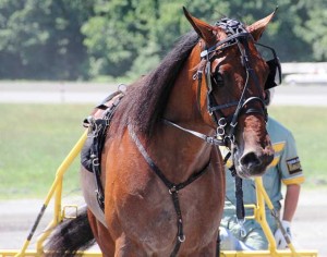 Verdens hidtil hurtigste 2-åring i år - Southwind Frank. Foto Ken Warkentin.