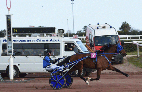 Timoko har kurs mod Elitloppet. Foto Gerard Forni