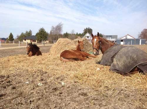Västerbo Prestige sammen med sine to afkom som føl, Awesome Annie og Aron the Baron