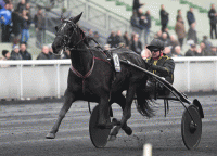 Your Highness er blandt de anmeldte heste til Pix de Luxembourg