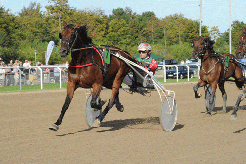 A Perfect Torkdahl har udviklet sig fint i de seneste måneder og kan være en god vinderchance i V75-2. Foto Ole HIndby