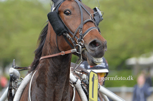 Atletico starter på fredag på Jydsk Væddeløbsbane, hvor den kan tage sin tredje sejr i træk på banen.