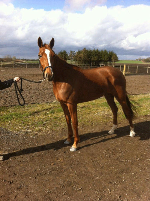 Babe Love - helsøster til Axel - nu solgt til Stald Chili og gået i træning hos Nicolaj Andersenb