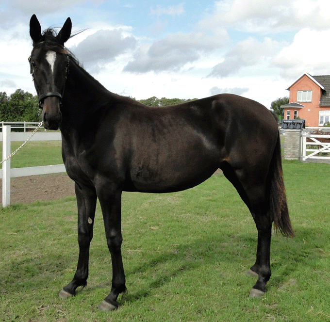 Bella Nova . hoppe efter Dream Vacation - Weah