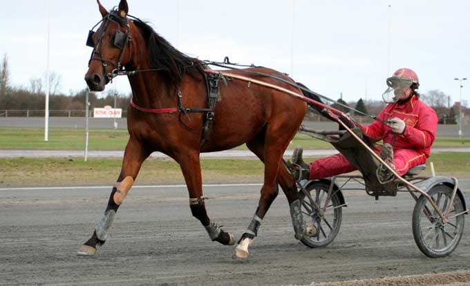 Timoko-datteren Belle Ami Butcher er blandt deltagerne i eftermiddagens Fremvisningsløb på Fyens Væddeløbsbane