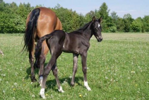 Blackhawk som føl sammen med moderen Elegante Frøkjær
