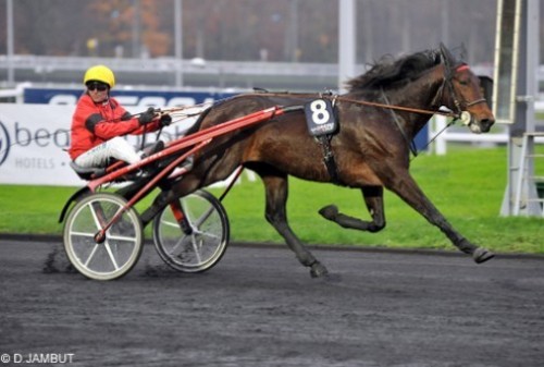 Den franske stjerne Bold Eagle starter i aften kl. 18.40m på banen ved Les Sables d'Olonne, Foto Gerard Forni
