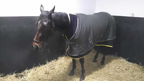 Bombastic Design hviler ud efter sejren i Paris lørdag. Privat foto