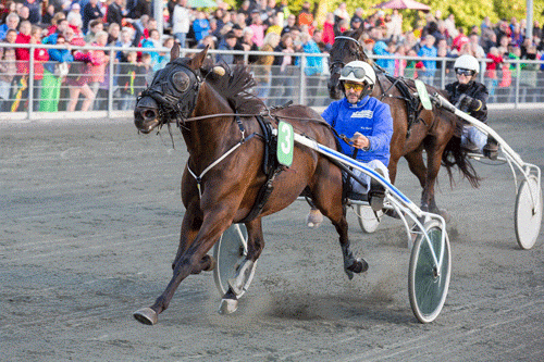"Sorte Maske" alias Bandit Hornline med Kim HJorth vandt sin 9. sæsonsejr. Foto Travfoto Bornholm