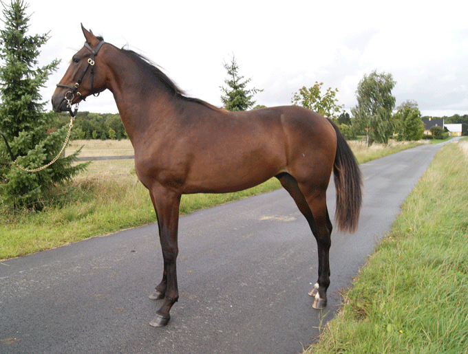 Kat nr 49 Buckaneer - eneste Crazed-afkom udbudt på auktion i DK i år.