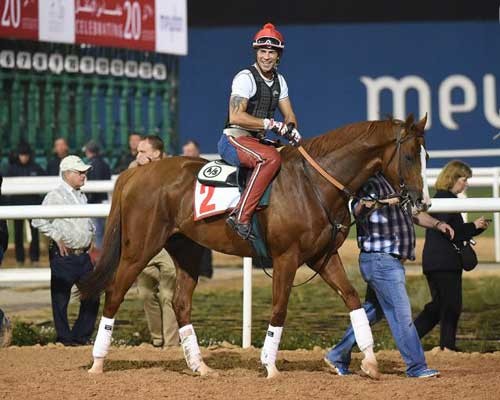 California Chrome. Foto Mathea Kelley, DWC