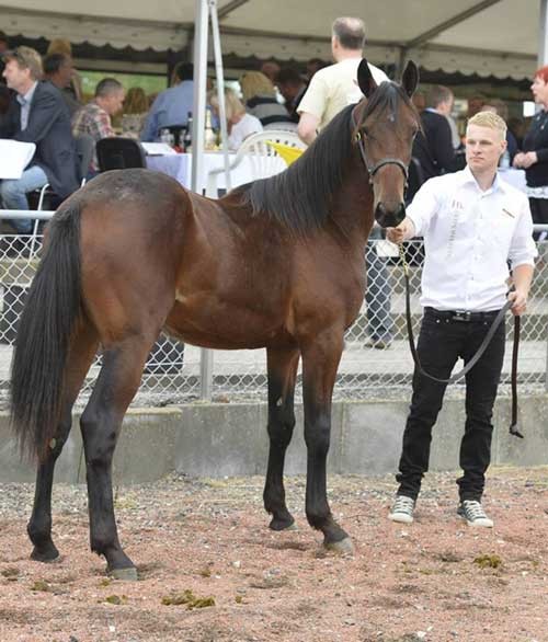 Chandon saom han så ud, da han blev solgt på Hl Selected Sales i år. Foto HL Selected Sales