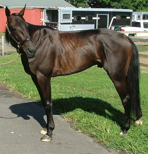 Chapter Seven - som han sรฅ ud inden The Hambletonian 2011