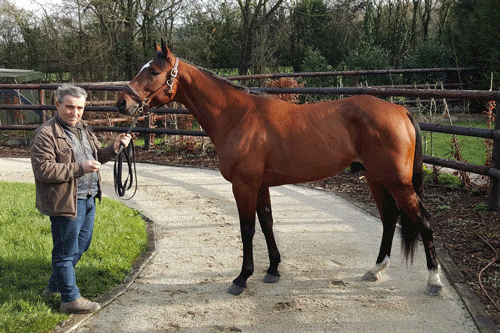 Charly du Noyer, som han så ud i januar, da travservice besøgte træner Philippe Allaire.