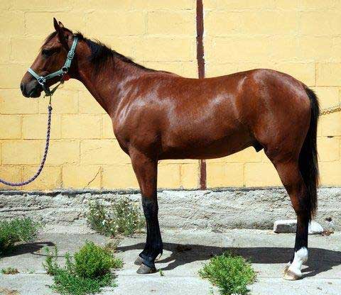 Chez Simoni er en af derbyauktionens spændende åriner