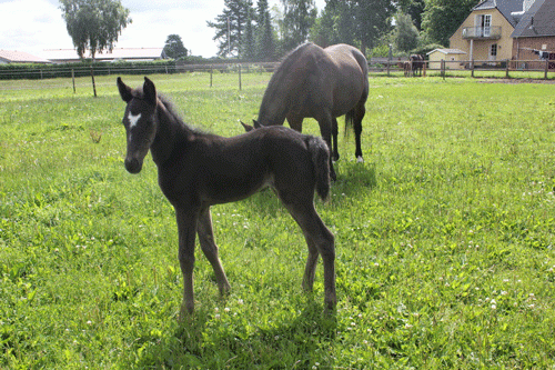 Hoppeføl efter Crazed . Kid Connection