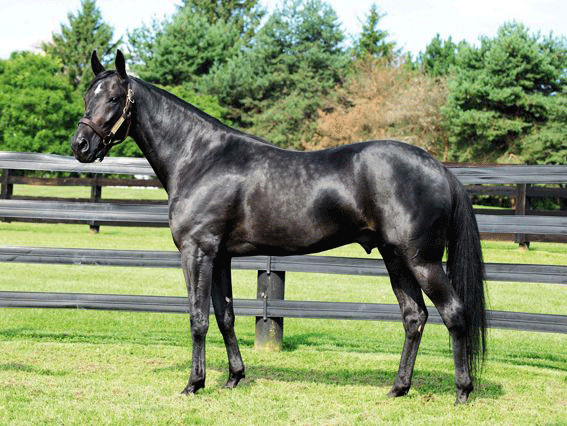 Crazed - faderen til Derbyvinderen Tumble Dust er ogsp fader til Kat 49 Buckaneer