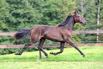 Dajmen AM med dansk moder kostede 320.000 SEK