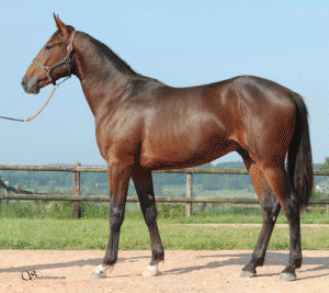 Dalshin du Noyer var dyreste afkom efter Ready Cash på Deauville-auktionen.