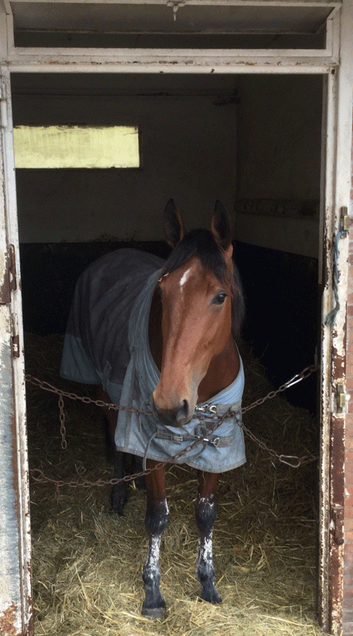 Darling Jet i sin boks på Grosbois hos Jarmo Niskanen,