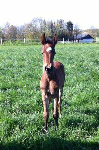 Hingtsføl efter Gift Kronos - NIkaia