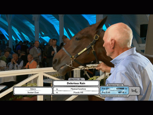 Delerious Rain i ringen .  ved buddet 650.000 kr, var der en lille pause, men så kom der gang i buddene igen.